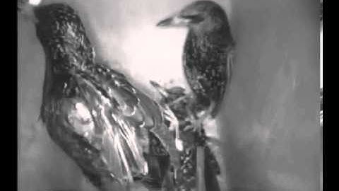 3 Spreeuwen vechten in de Spreeuwenkast.  Is best heftig om te zien.