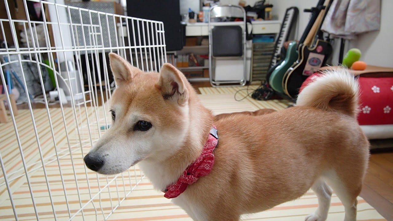 柴犬小春　【寝床解体】それでもハウスしようとする柴犬の顔が切なすぎた