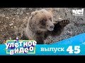 Улетное видео | Выпуск 45