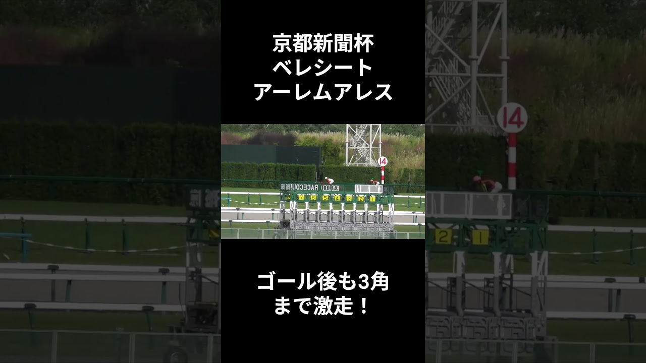 ゴール後、暴走するベレシートとアーレムアレス、2026年京都新聞杯。現地映像、京都競馬場 #競馬 #horse #ベレシート #short