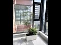 Decorating the window-closed balcony with Nandina domestica bonsai, lazy-care bonsai that can be
