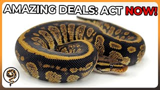 Limited Time Deals on Amazing Ball Pythons - Act Now!