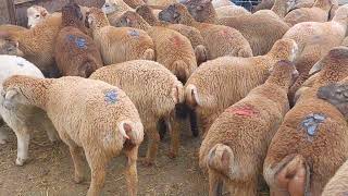 170 Manatdan Bordağ Gedən Quzular Satilir Tel051.792.83