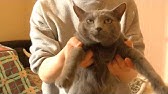 くるねこ