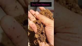 Red Soil + Dry Cow Manure  = Excellent Potting #redsoil#cowdung#manure#organicfarming#plants#garden