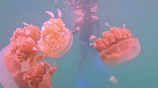 Golden jellyfish in Palau