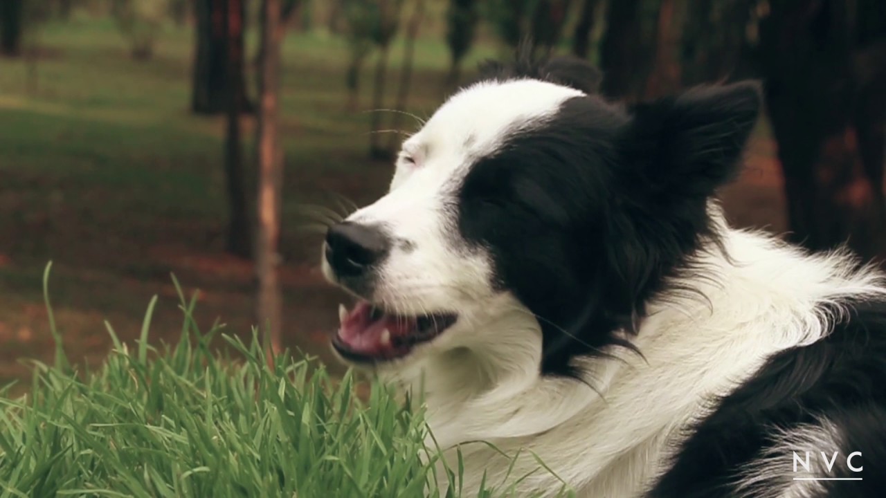 Canon 70D, slow motion, 60 fps YouTube