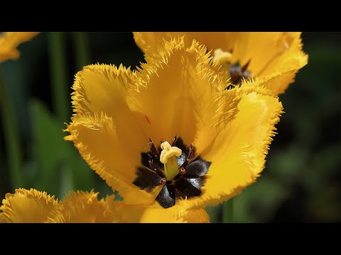 Vídeo: Quan plantar una tulipa? Regles simples