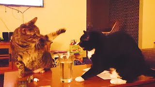 Cats Being JERKS  Funny Cat Compilation Try Not To Laugh || PETASTIC