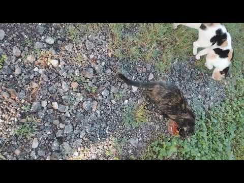 Feeding 15 Cats! 🐱