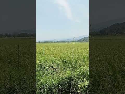 شالیزارهای روستای سه سار