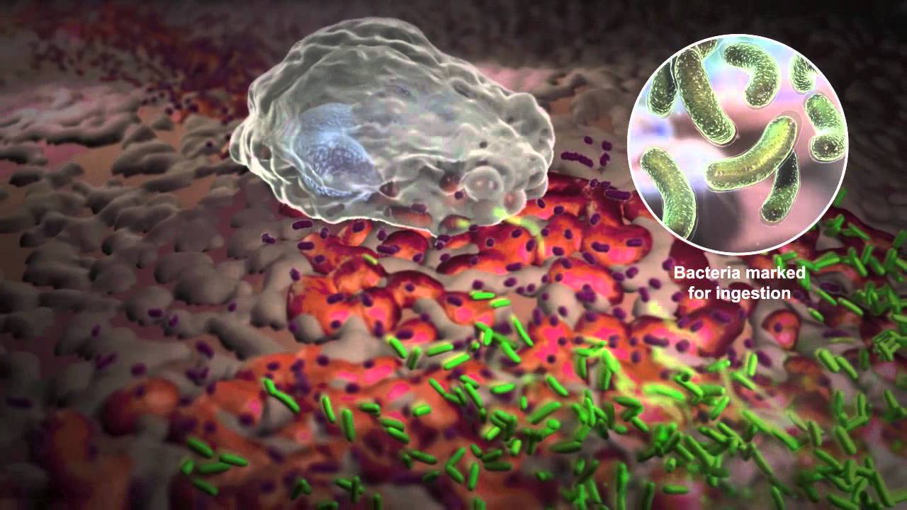 How White Blood Cells Work - YouTube