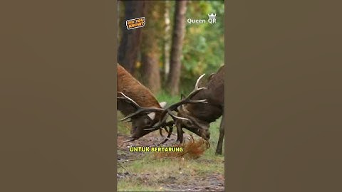 Kenapa Rusa Punya Tanduk? #reaction #information #shorts #faktahewan