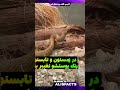 سمی ترین مار دنیا 
