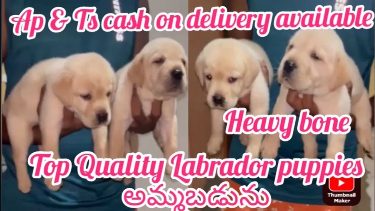 Top quality Labrador Retriever puppies for sale6302529656ongoledog