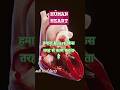 Human Heart: Structure, Function &amp; Blood Circulation #medical #facts #humanheart