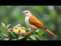 Calm Birds Singing with Rain Sounds 🌧️🐦 Soothing Nature Soundscape for Stress Relief and Relaxation🍃