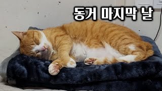 Download Lagu After four months, the uncomfortable cohabitation with the cat ended MP3 Download Lagu After four months, the uncomfortable cohabitation with the cat ended MP3
