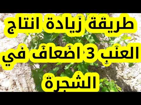 فيديو: مكافحة الآفات عنبية: كيفية التخلص من الحشرات على شجيرات التوت