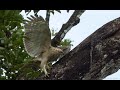 Кто ты - охотник или жертва? Красота, поражающая своей жестокостью.