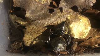 Rhino beetles the first mating