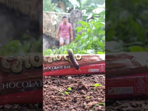 لماذا تركض يا ألفيبيد هل لا تحب هذه الشوكولاتة