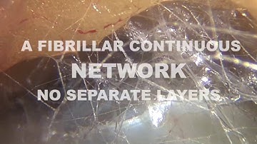 FOOTAGE HOMOFASCIATICUS - Endovivo Productions