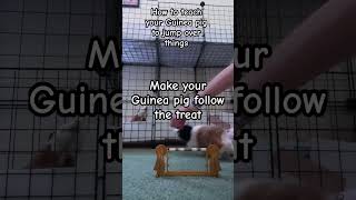 How to teach your Guinea pig tricks, part 2… #trending #guineapig #pet #training #tricks #cavy