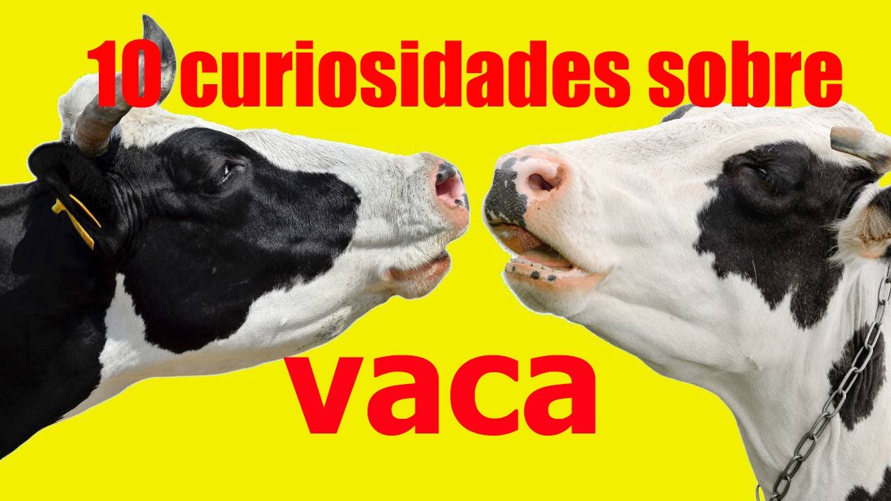 Curiosidades Sobre A Vaca - NAZAEDU