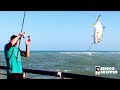 The Craziest Pier Fishing in America: Sebastian Pier, Florida