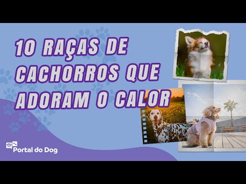 Vídeo: 15 raças de cães que adoram o clima quente