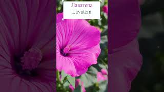 Лаватера в саду (lavatera).🌺 #flowerworld #цветы #flowers