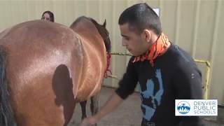 Equine Therapy Transforms Student Lives
