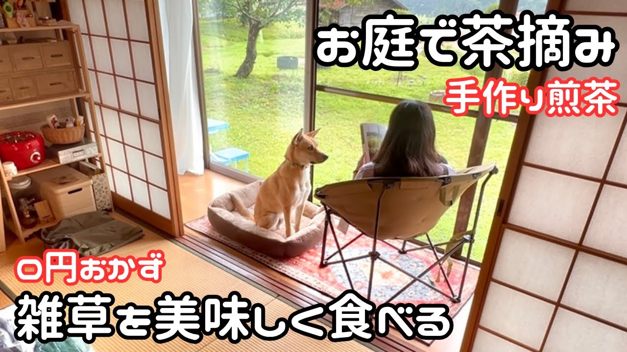 【独身女と保護犬】庭で茶摘みができる家｜畑の雑草を美味しく食べる【平屋暮らし】