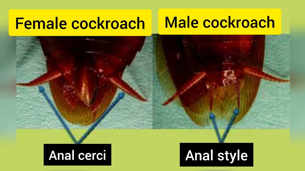 What Is The Main Difference Between Male And Female Cockroach at ...