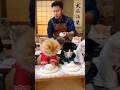 餅職人が全員猫だった🐱✨🍡 #猫動画 #面白猫 #ねこのいる生活 #catlover #funnymemes