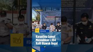 BERITA SUMUT | Karantina Sumut Musnahkan 1.984 Kulit Biawak Ilegal