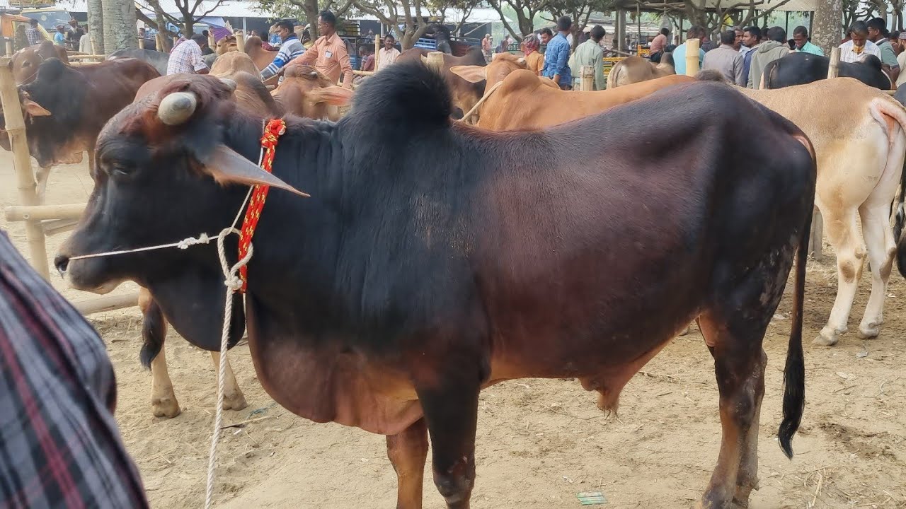 @আজ ১ মার্চ  ২৬ | কোরবানি উপযোগী ষাঁড় এবং মাংসের ষাঁড় গরুর দাম | দিনাজপুর 