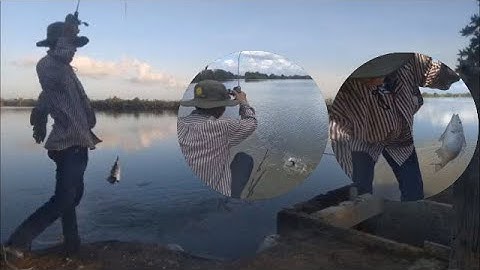 Câu cá tráp trái mùa. Một ngày may mắn gập đàn cá trap to kéo sướng tay || Thiên Nhiên Muôn Loài