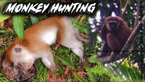 MONKEY HUNTING ☠️ DI SARANG UNGKA KETIKA HAMA KERA SEMAKIN BANYAK‼️ BERBURU KERA LIAR