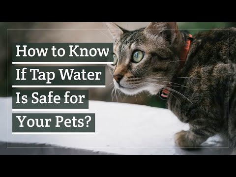 How to Know If Tap Water Is Safe for Your Pets?