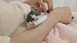 A Baby Kitten's Cute Behavior When He Just Woke Up