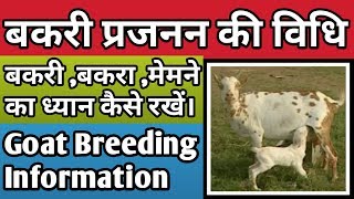 #goatfarm #bakripalan । बकरी प्रजनन की पूरी जानकारी ।। Goat Breeding  ।।