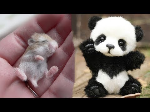 Funny and Cute Animals Doing Funny Things 2019 - YouTube