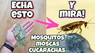 restante intelectual Sur APLICA esto y en 2 HORAS no tendrás más moscas, mosquitos y cucarachas!  Repelente casero de laurel - YouTube