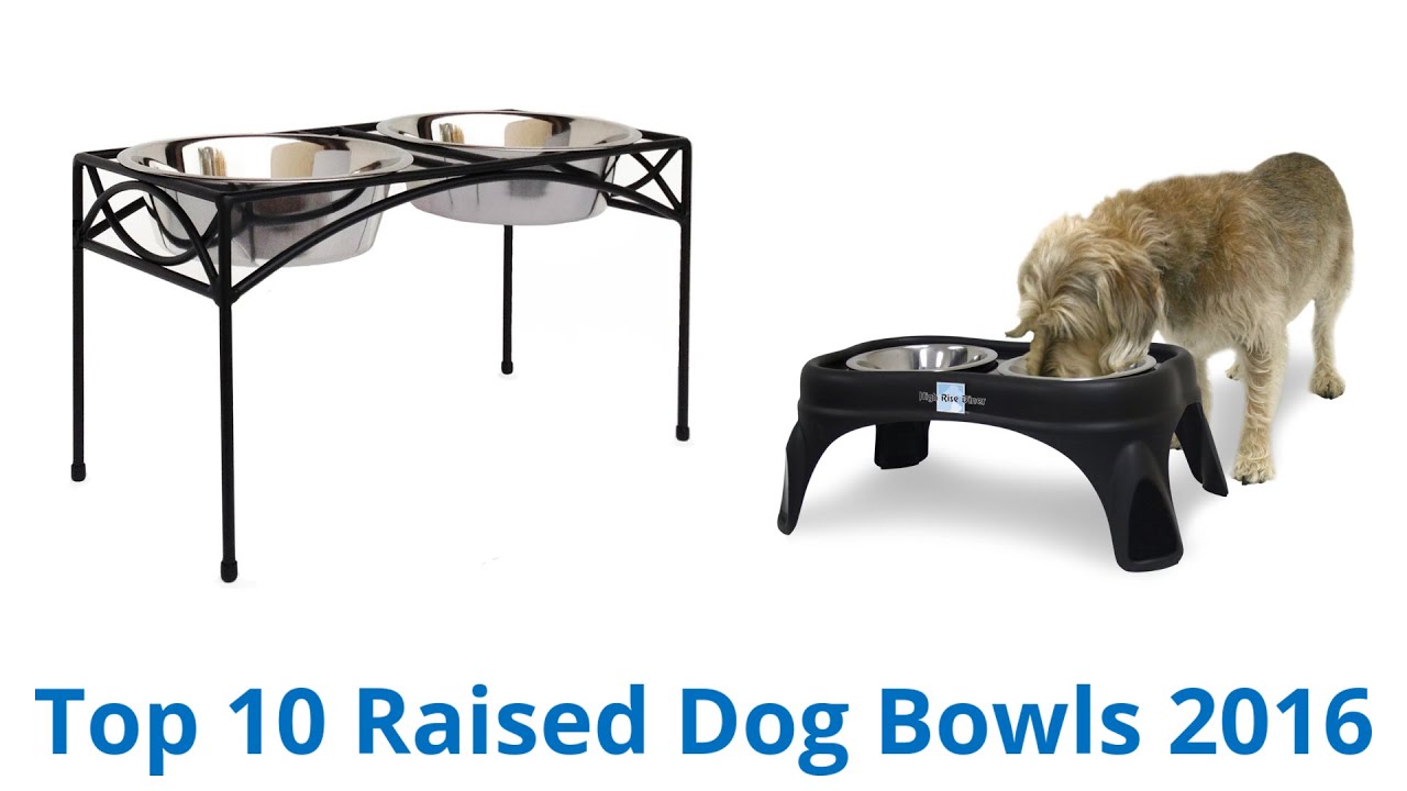 10 Best Raised Dog Bowls 2016 YouTube