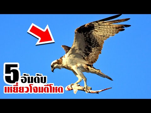 5 เหยี่ยวนักสังหาร! โจมตีสัตว์ใหญ่ได้โหดมาก! (ดุร้าย!!)