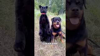 Пантера стала звездой интернета⭐️😂 #милыепитомцы #приколы #животные #собаки