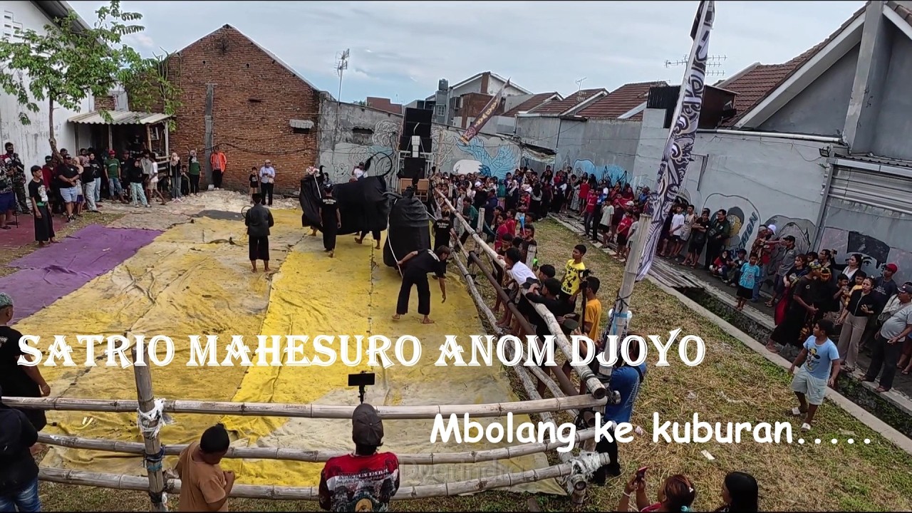 Mberot bareng bantengan Satrio Mahesuro Anom Djoyo full kalapan