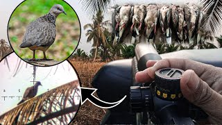 NOT A PLAY‼️Hunting turtle doves here is still abundant‼️Automatic points sak bentel